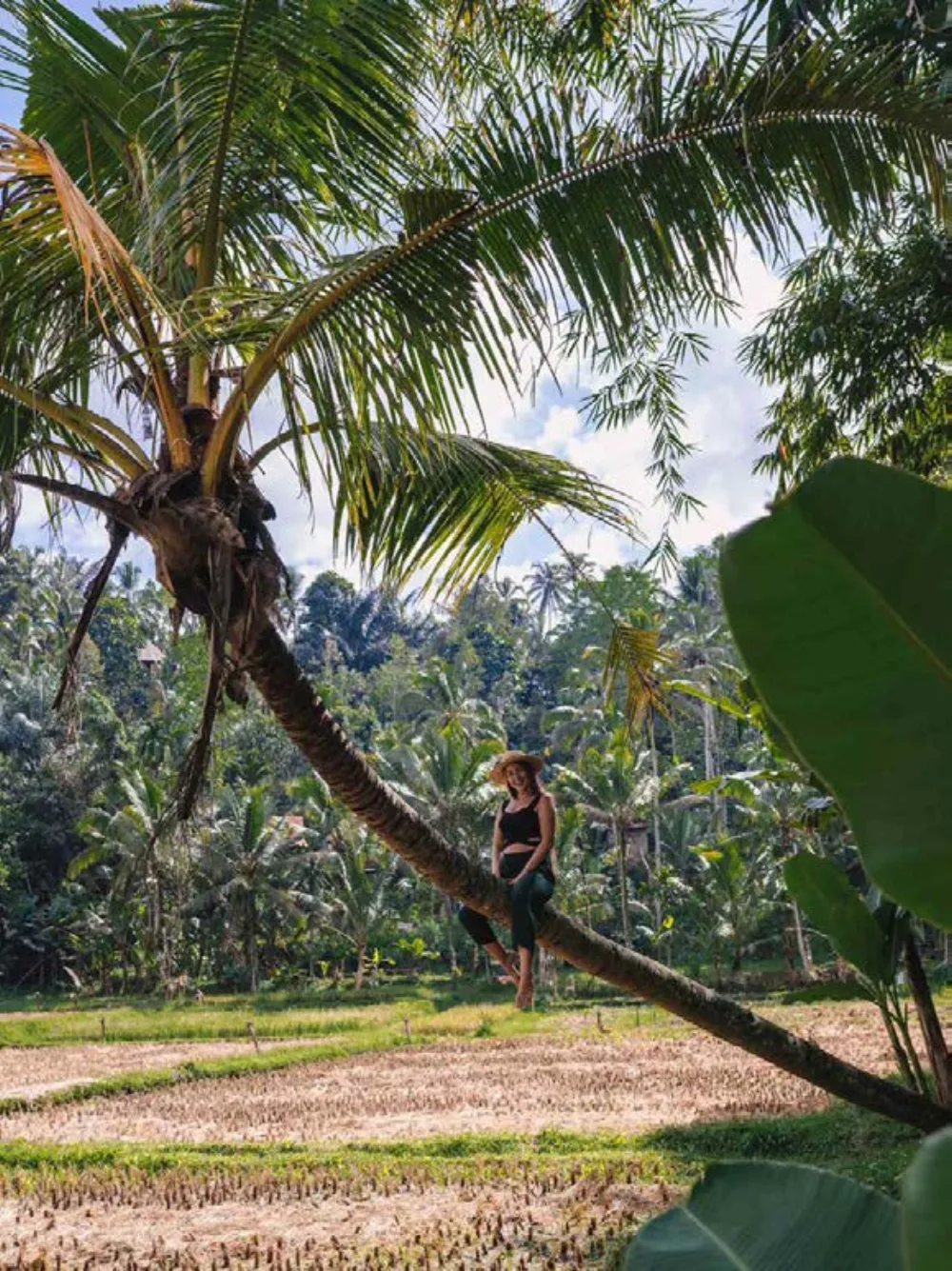 Palmy i gęsta zieleń w dolinie pod Ubud