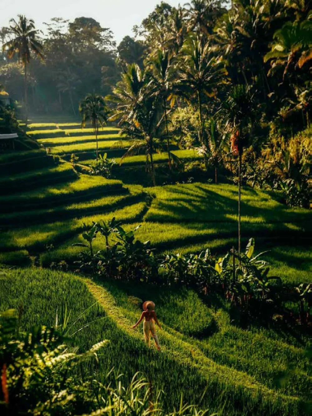 Zielone tarasy ryżowe w okolicach Ubud