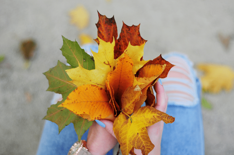 piękny bukiet z liści złota jesień polska ogród saski park